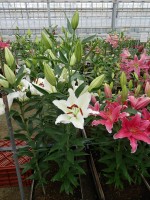 [5360 Stratford DJ No01.JPG]